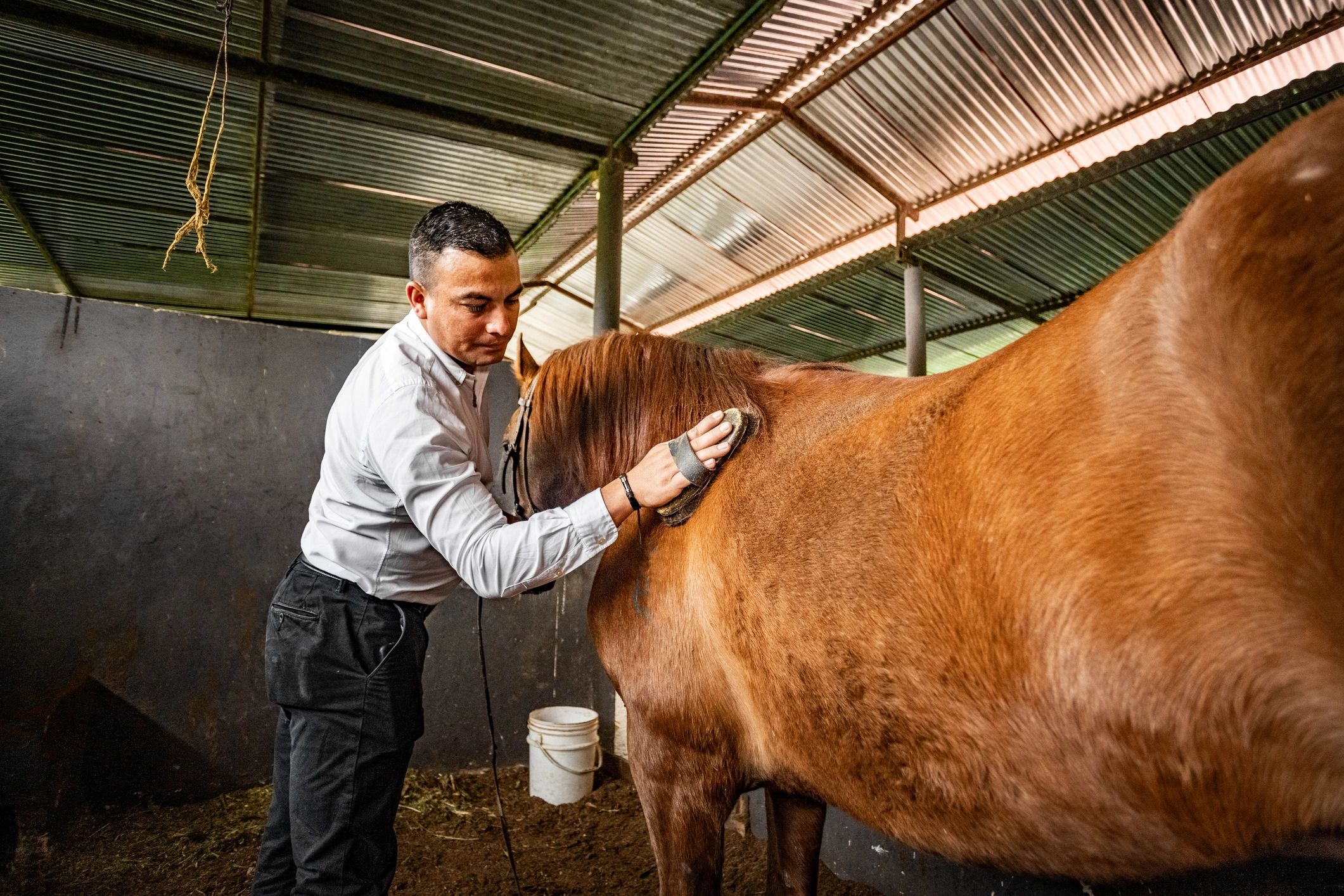 Team of trainers collaborating over stable management